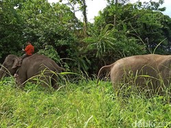 Konflik Manusia dan Gajah di Aceh Terkesan Dibiarkan