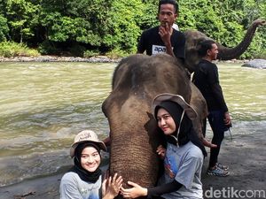 Momen Keseruan Main Bareng Gajah di Little Afrika Aceh Momen Keseruan Main Bareng Gajah di Little Afrika Aceh