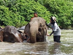 Asyiknya Bermain dengan Gajah di Little Afrika-nya Aceh