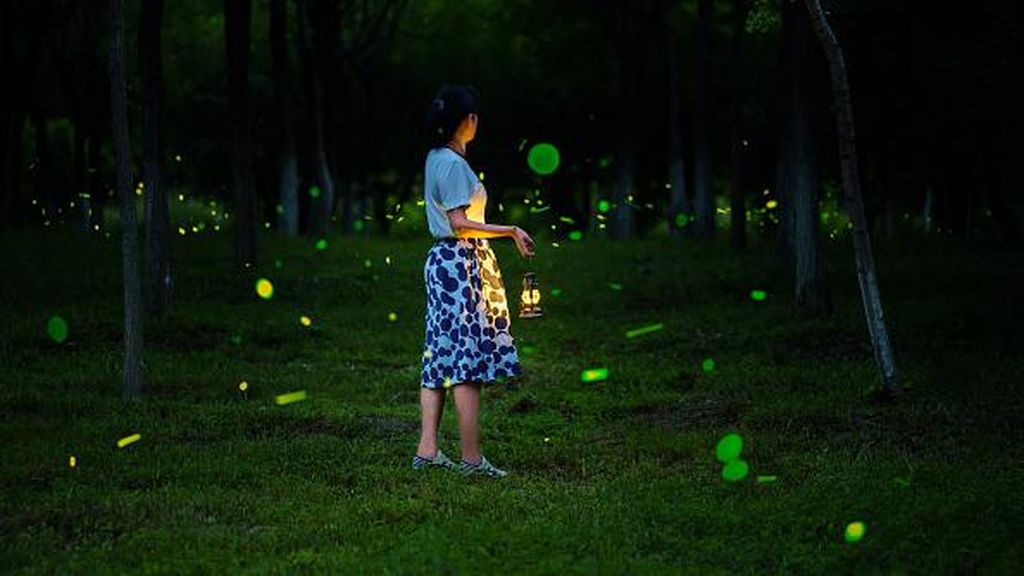 Kelap-kelip Kunang-kunang di Gelapnya Malam China, Lucu Banget Kelap-kelip Kunang-kunang di Gelapnya Malam China, Lucu Banget