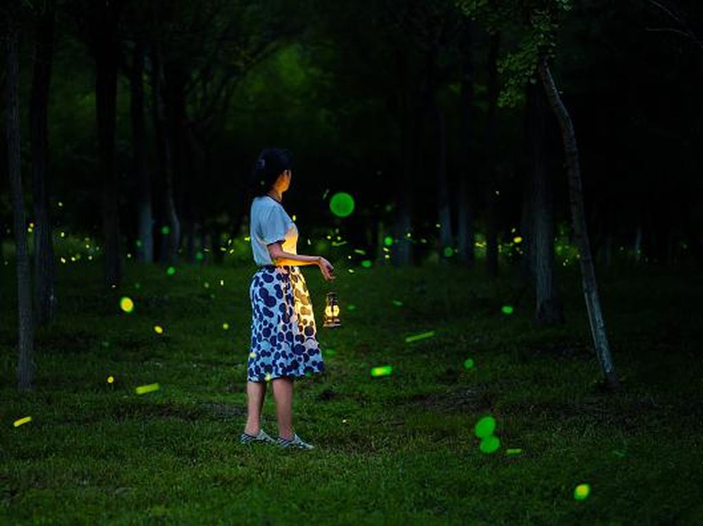 Kelap-kelip Kunang-kunang di Gelapnya Malam China, Lucu Banget