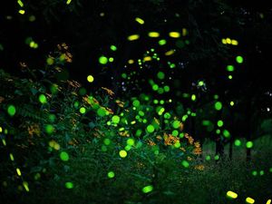 Bagaimana Cara Kunang-kunang Menghasilkan Cahaya? Ini Penjelasannya