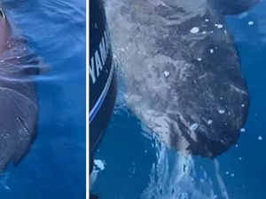 3 Nelayan Temukan Hiu Super Langka, Penampakannya Mirip Alien!