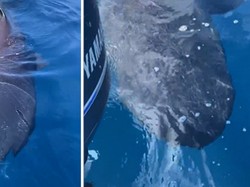 3 Nelayan Temukan Hiu Super Langka, Penampakannya Mirip Alien!