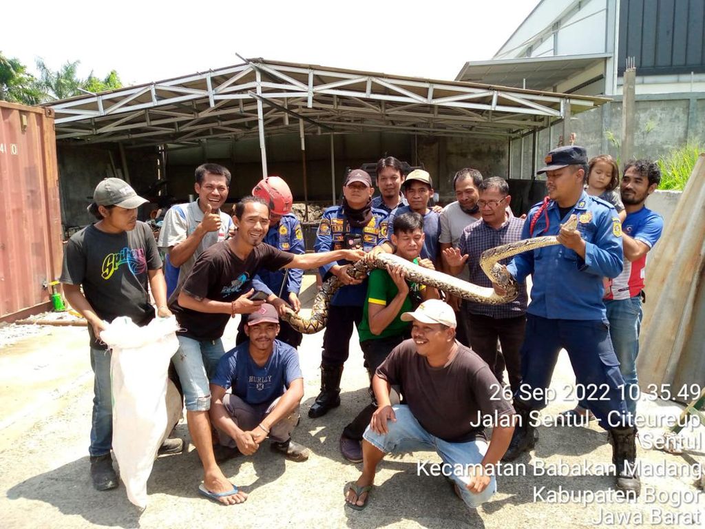Bikin Kaget, Ular 4 Meter Tiba-tiba Muncul dari Bawah Kontainer di Bogor