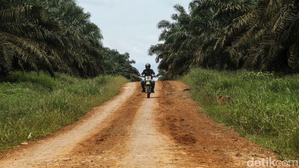 Perjuangan Mantri BRI Tembus Hutan Sawit Kalimantan