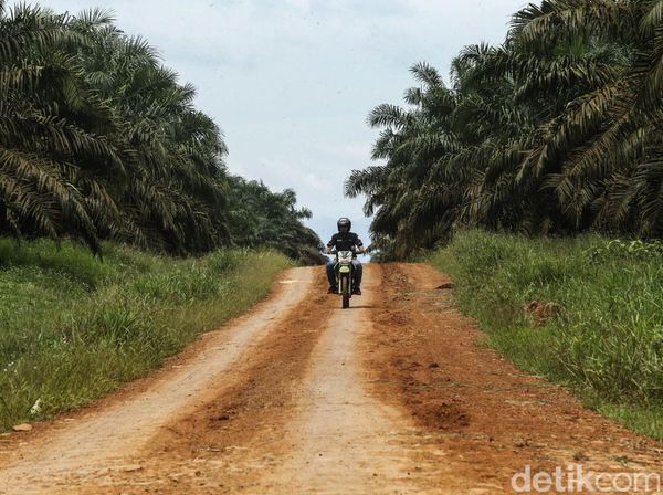Perjuangan Mantri BRI Tembus Hutan Sawit Kalimantan