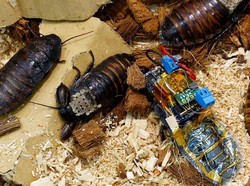 Ilmuwan Jepang Bikin Robot Kecoak, Buat Apa?