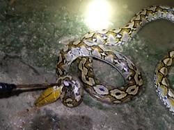 Wanita Penyadap Karet di Jambi Tewas Ditelan Ular Piton