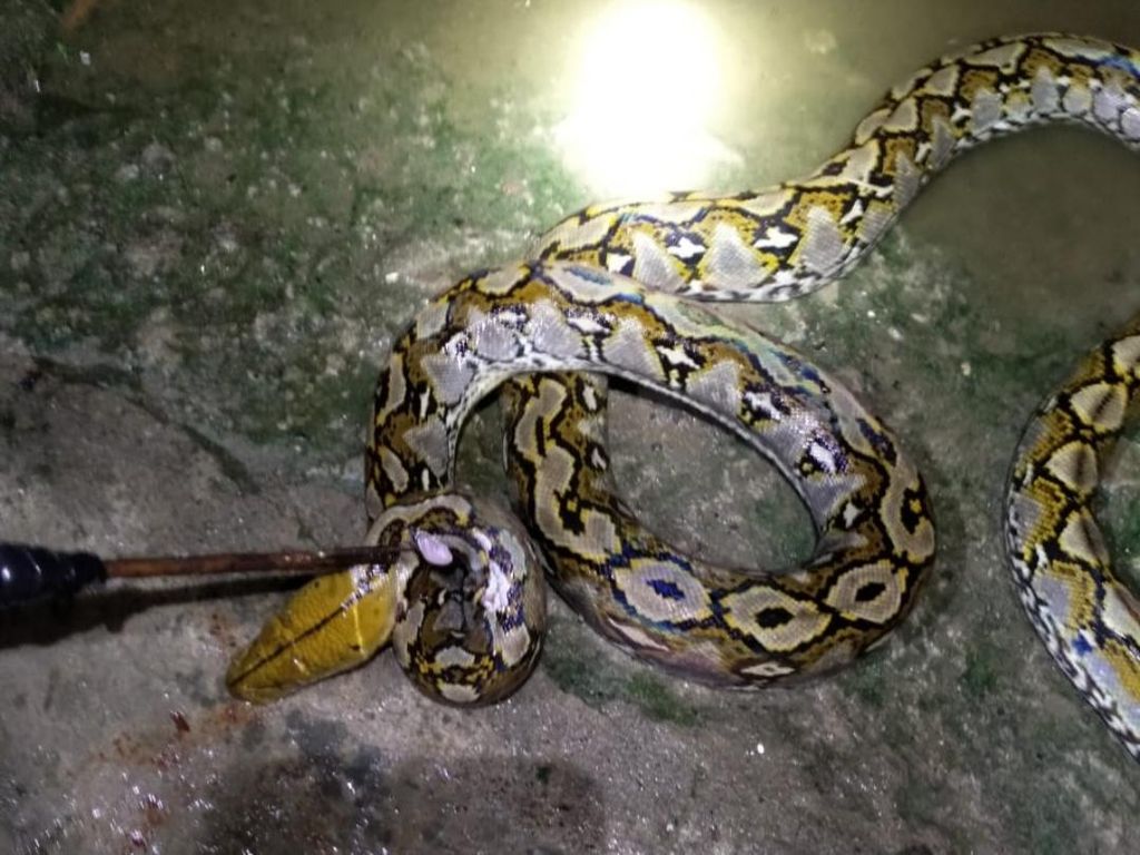Ular Piton 6 Meter di Mateng Ditangkap Usai Mangsa Ternak Warga Ular Piton 6 Meter di Mateng Ditangkap Usai Mangsa Ternak Warga