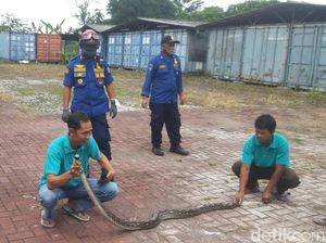Ular Sanca 8 Kilogram Menyusup ke Atap Pabrik di Sukabumi