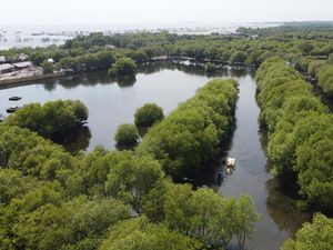 Cara Peduli Lingkungan: Menanam Ribuan Mangrove di 5 Wilayah Indonesia