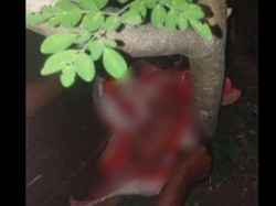 Saat Ditemukan, Bayi Perempuan Dibiarkan Kedinginan di Bawah Pohon Kelor