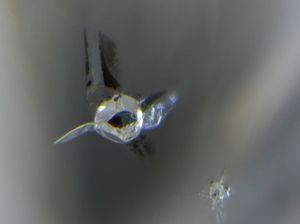 Terungkapnya Samudra Tersembunyi di Perut Bumi dari Sebongkah Berlian