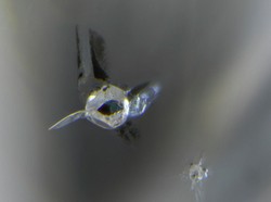 Terungkapnya Samudra Tersembunyi di Perut Bumi dari Sebongkah Berlian