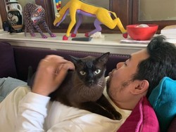 Kisah Pria Kerja di AS Jadi Penjaga Kucing, Santai-santai Sehari Dapat Sejuta