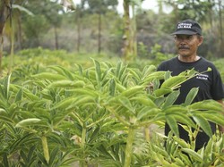 Kisah Sukses Guru di Desa Transmigrasi, Kini Punya Banyak Ladang Bisnis