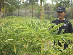 Kisah Sukses Guru di Desa Transmigrasi, Kini Punya Banyak Ladang Bisnis Kisah Sukses Guru di Desa Transmigrasi, Kini Punya Banyak Ladang Bisnis