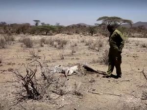 Kenya Mengering, Satwa Liar Terancam Punah!