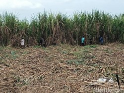 Duduk Bareng 2 Menteri hingga Kepala Bapanas, Petani Tebu Minta Ini