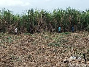 Duduk Bareng 2 Menteri hingga Kepala Bapanas, Petani Tebu Minta Ini Duduk Bareng 2 Menteri hingga Kepala Bapanas, Petani Tebu Minta Ini