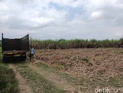 Kades di Jember Jadi Tersangka gegara Tebang Tebu di Tanah Kas Desa