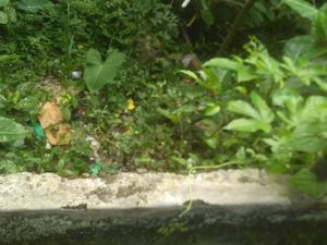 Diduga Dibuang, Bayi Perempuan Ditemukan di Bawah Tebing Kota Bogor