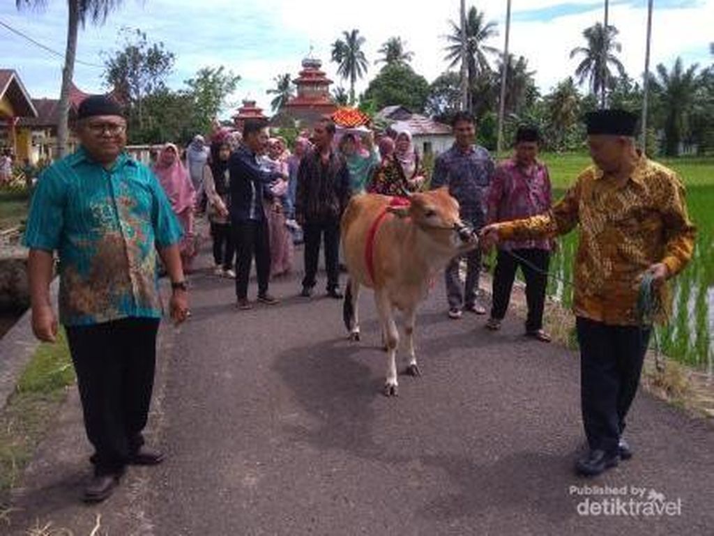 Mengenal Tradisi Giring Sapi Saat Nikahan di Sumatera Barat