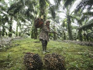 Pilu Transmigran di Kalimantan Rindu Pulang ke Kampung Halamannya Pilu Transmigran di Kalimantan Rindu Pulang ke Kampung Halamannya