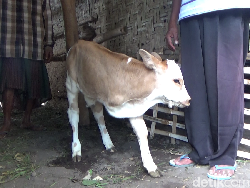 Unik, Anak Sapi di Lumajang Terlahir Berkaki Tiga