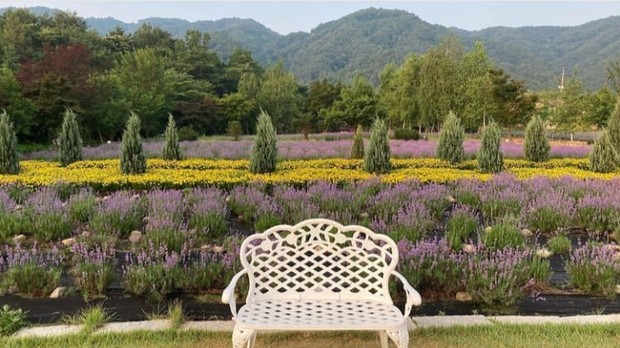 Ilustrasi Hani Lavender Farm