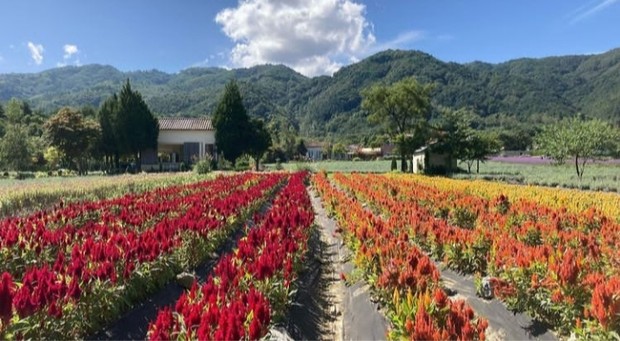 Ilustrasi Jenis Bunga Yang Tumbuh di Hani Lavender Farm