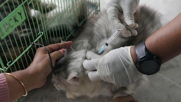 Peringati Hari Rabies Sedunia, Kucing-Anjing Divaksinasi