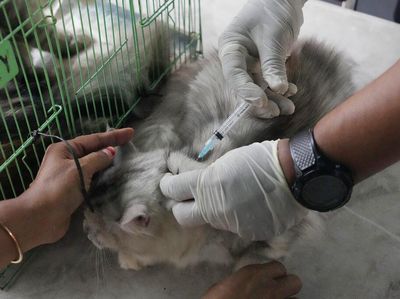 Peringati Hari Rabies Sedunia, Kucing-Anjing Divaksinasi