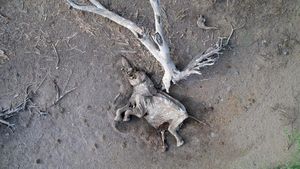 Potret Pilu Gajah dan Zebra Mati Akibat Kekeringan di Kenya