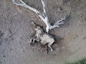 Potret Pilu Gajah dan Zebra Mati Akibat Kekeringan di Kenya