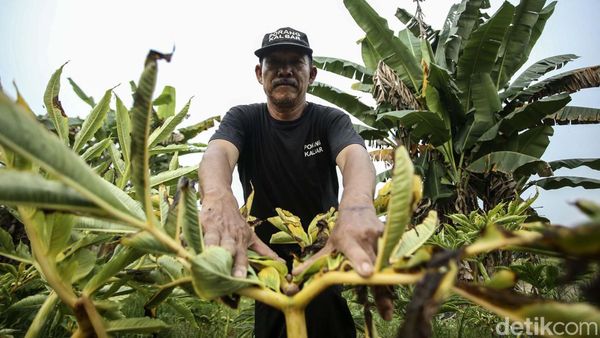 Kasihan! Petani Porang Kalbar Gagal Raup Cuan