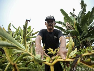 Kasihan! Petani Porang Kalbar Gagal Raup Cuan