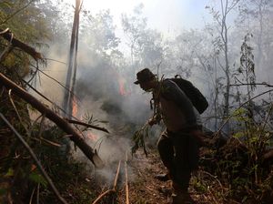 Cuaca di 2023 Diprediksi Kering, BMKG Minta Waspadai Kebakaran Hutan