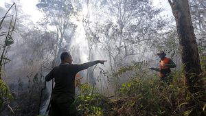 Penampakan Api yang Membakar Hutan di Gunung Ciremai