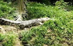 Deretan Fakta Buaya Euis di Sukabumi hingga Peringatan Waspada