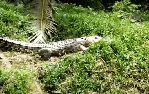 Warga Sebut Si Euis Buaya Penunggu Sungai Cikaso Bersahabat, Tapi... Warga Sebut Si Euis Buaya Penunggu Sungai Cikaso Bersahabat, Tapi...