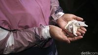 Mengintip Manisnya Bisnis Sarang Burung Walet