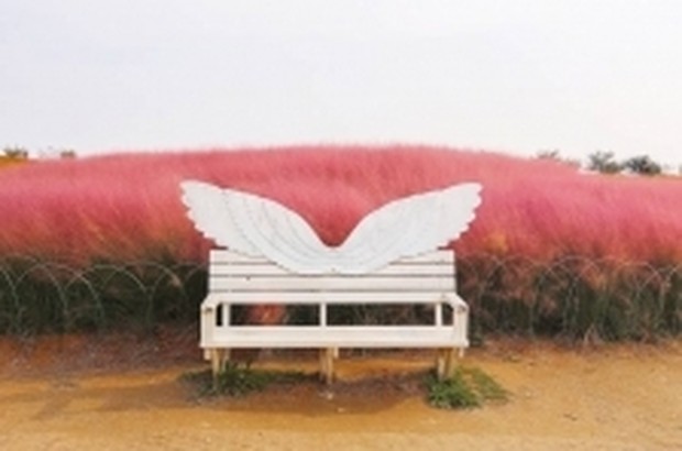 Ilustrasi Padang rumput bunga Anseong Farmland