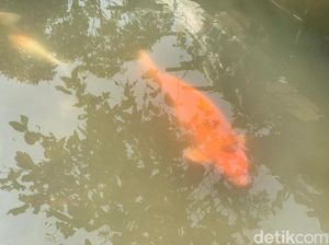Ikan Raksasa Sukabumi Mau Dijual, Siapa Minat? Ikan Raksasa Sukabumi Mau Dijual, Siapa Minat?