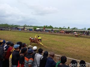 24 Pasang Sapi Bakal Adu Cepat Karapan Sapi Piala Presiden di Bangkalan