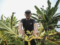 Harga Porang Terjun Bebas, Petani Minta Pemerintah Turun Tangan