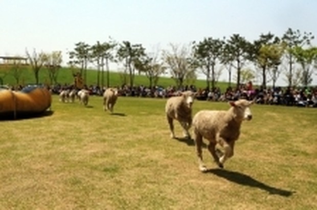 Ilustrasi peternakan domba