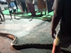 Piton 6 Meter di Mamuju Dievakuasi Warga gegara Masuk ke Permukiman