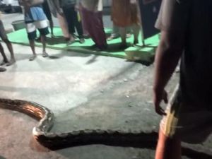 Piton 6 Meter di Mamuju Dievakuasi Warga gegara Masuk ke Permukiman Piton 6 Meter di Mamuju Dievakuasi Warga gegara Masuk ke Permukiman